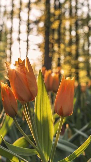 吃瓜少女张小寒截图5