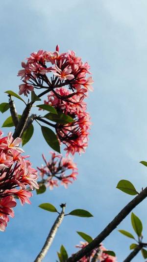 小小白cos黑料截图3