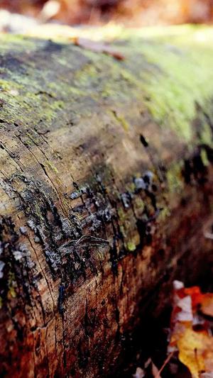 小柔和小小白的黑料截图3