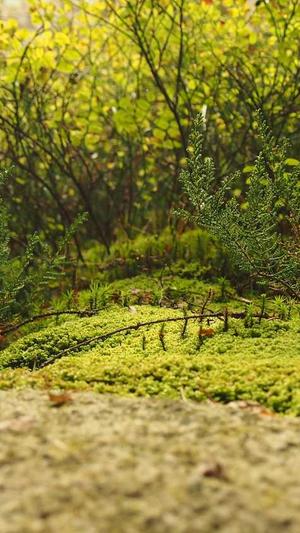 柿子能和哈密瓜一起吃吗截图2